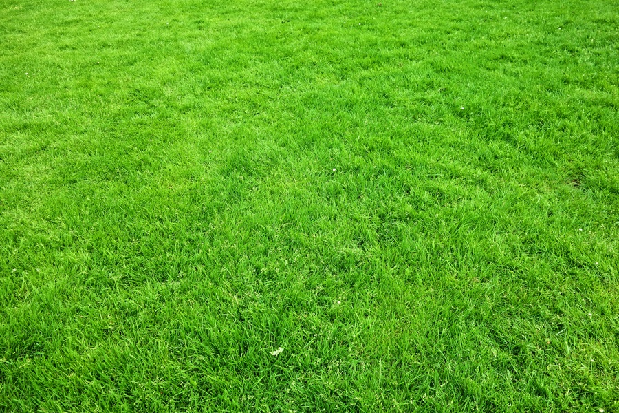 Césped artificial