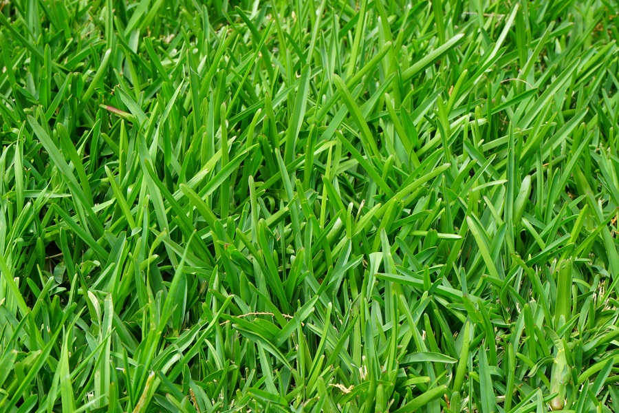 Césped natural