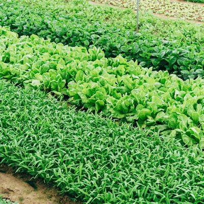 Control de plagas en agricultura