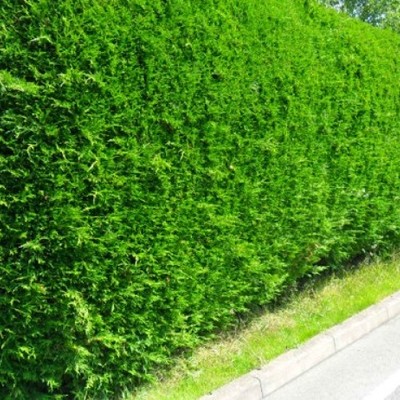 Podar y tirar árboles Podar y tirar árboles