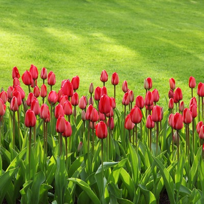 Plantar en el jardín