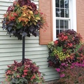 COLORS