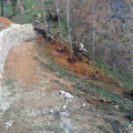Alamos junto a vallado