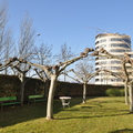 Árboles enlazados