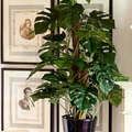 Árboles y Plantas Artificiales