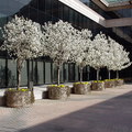 Primavera