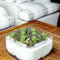Cactus Artificiales