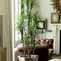 Dracenas Artificiales