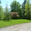 Tamarix