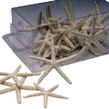 Estrellas de mar - Verano 2013