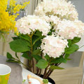 Hortensias Artificiales