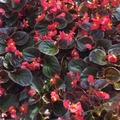 Begonias 