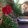 MANTENIMIENTO DE PATIO