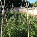 AGRICULTURA