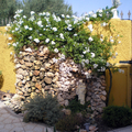 Jardineria.