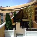 las rosas