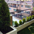 las rosas