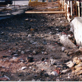 OBRA PABELLON