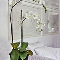 Orquídeas Artificiales