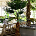 Palmeras Artificiales