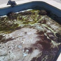piscina sucia