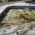 piscina sucia