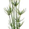 PLanta Papiro Artificial