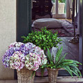Plantas Artificiales