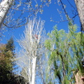 Poda de chopos