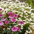 Primavera