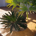 Terraza hormigon impreso