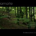 valles y bosques