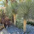 plantas