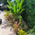 Plantaciones