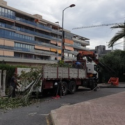Tala de árboles en Colegio