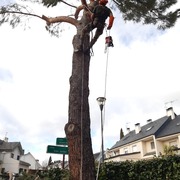 Poda en altura de pino piñonero (Pinus pinea)