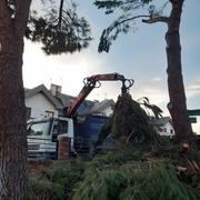 Retirada restos de poda en altura de pino piñonero (Pinus pinea)