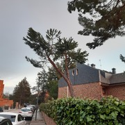 Poda en altura de pino piñonero (Pinus pinea)