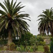 Poda de dos palmeras en Rodiles 1
