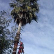 Poda de palmera