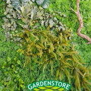 JARDÍN VERTICAL
