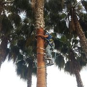 Poda de palmeras