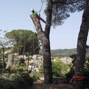 Tala de pino