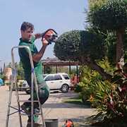 CORTE OLIVO CON FORMA