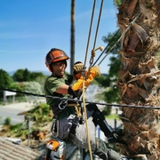 Descanso durante la poda de palmera