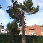 Poda en altura de pino piñonero (Pinus pinea)