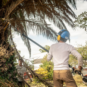 Poda de palmera