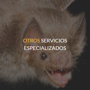 Servicios especializados