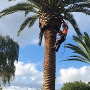 Poda de dos palmeras en Rodiles 2