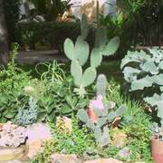 paisajismo y Jardinería